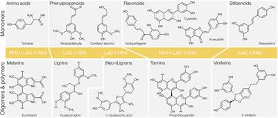 Phenoloxidases in Plants—How Structural Diversity Enables Functional Specificity